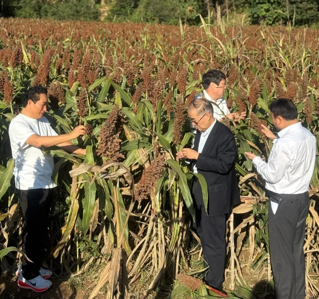 集团高层深入杜康谷基地调研 强调“第一车间”夯实陕西草莓SOLO视频下载品质根基